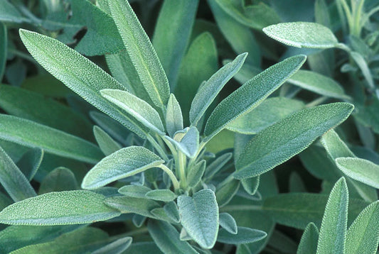 Sweet Sage Spray Bae